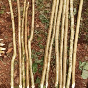 Tree stakes (hazel) -1.5m, bundle of 5