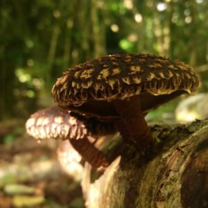 Mushroom logs (NZ shiitake)