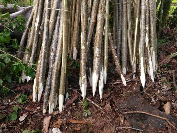 Bean poles (hazel) - 2m, bundle of 11