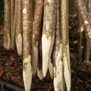 Flower stakes (hazel) - 1.5m, bundle of 5