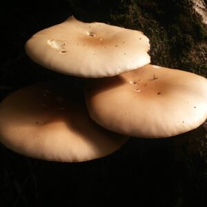 Mushroom logs - tawaka