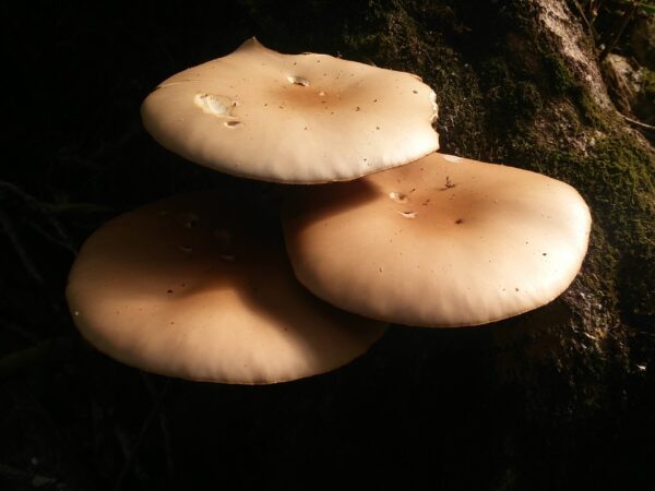 Mushroom logs - tawaka