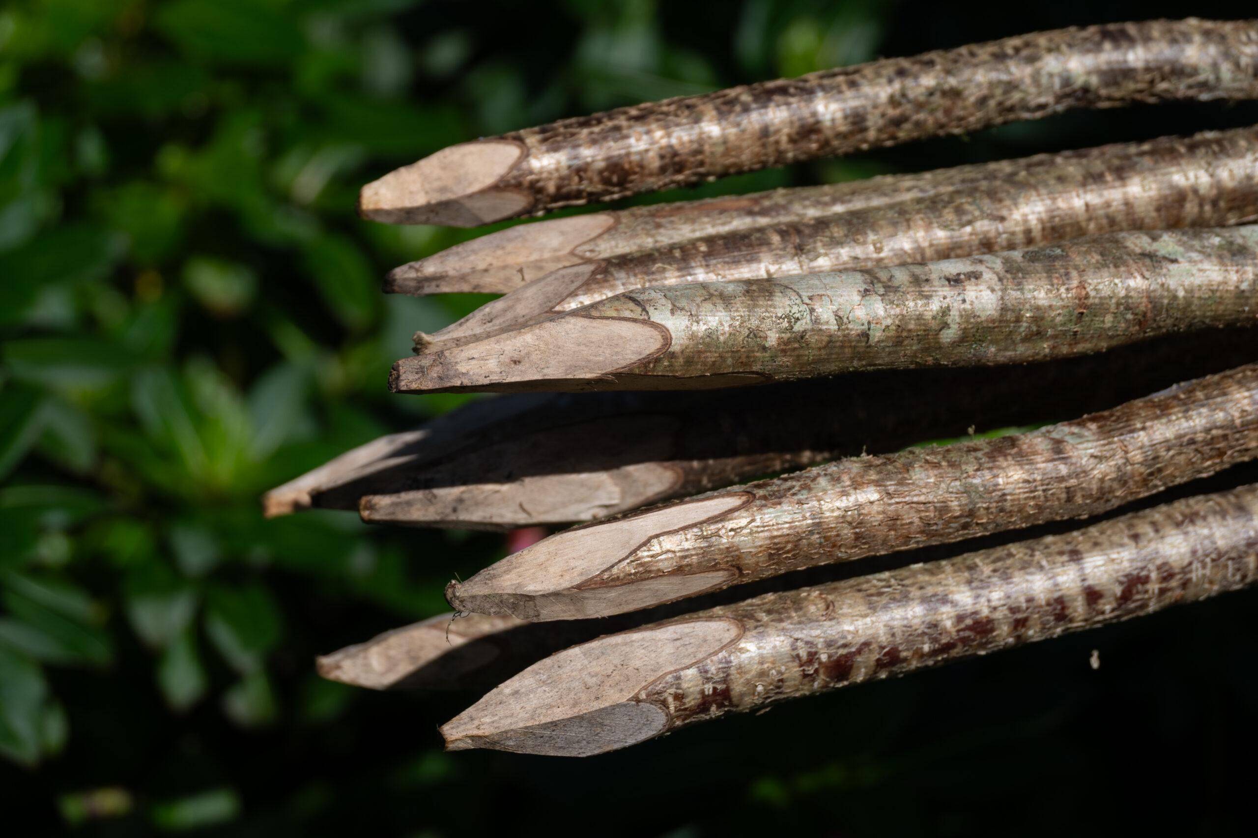 Bean poles (hazel) - 1.8m, bundle of 10 - Image 3