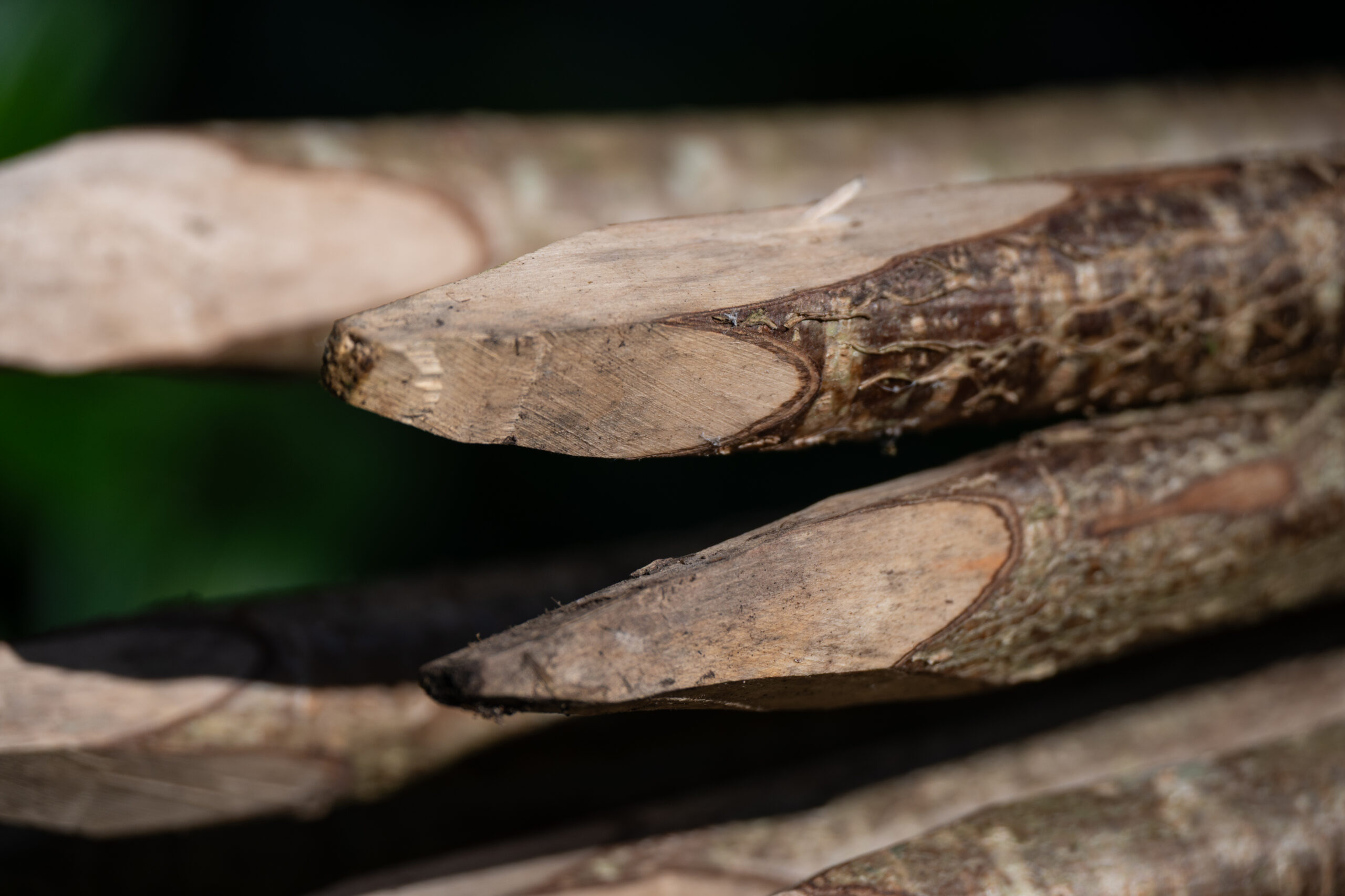 Bean poles (hazel) - 1.8m, bundle of 10 - Image 4
