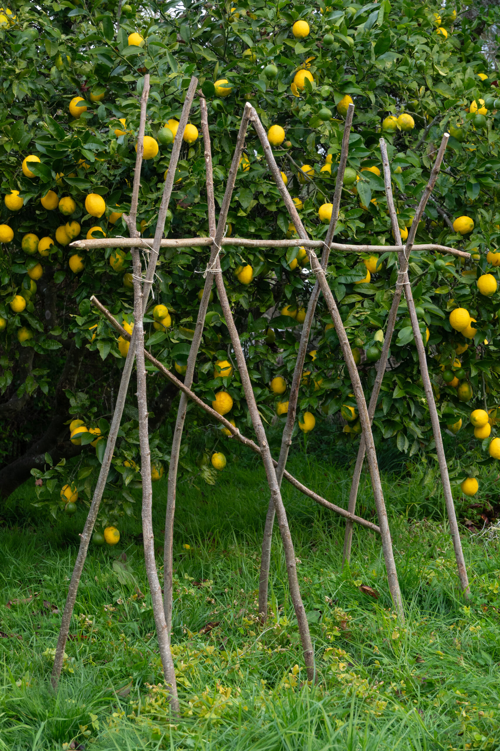 Bean poles (hazel) - 1.8m, bundle of 10 - Image 5