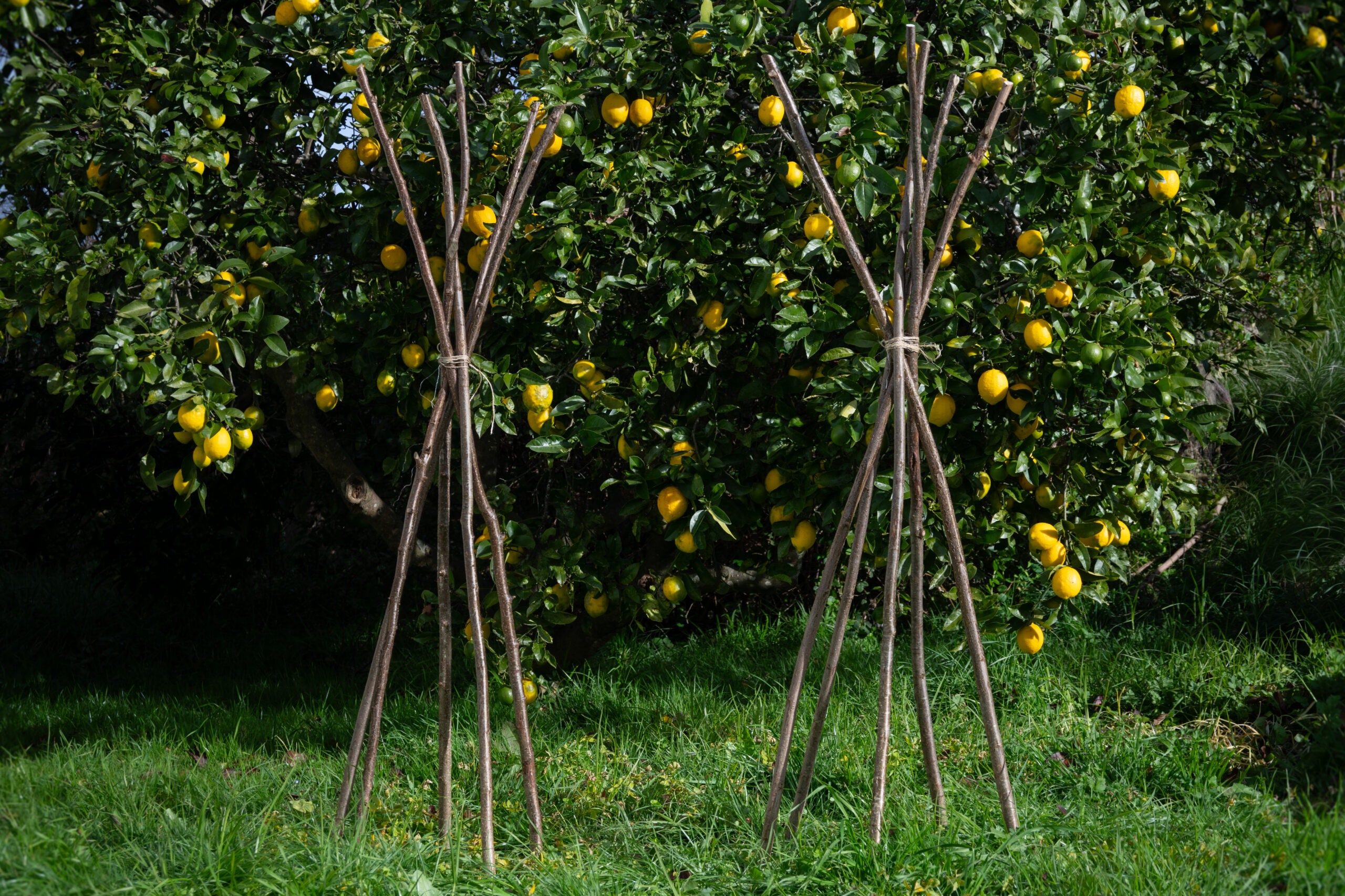 Bean poles (hazel) - 1.8m, bundle of 10 - Image 6